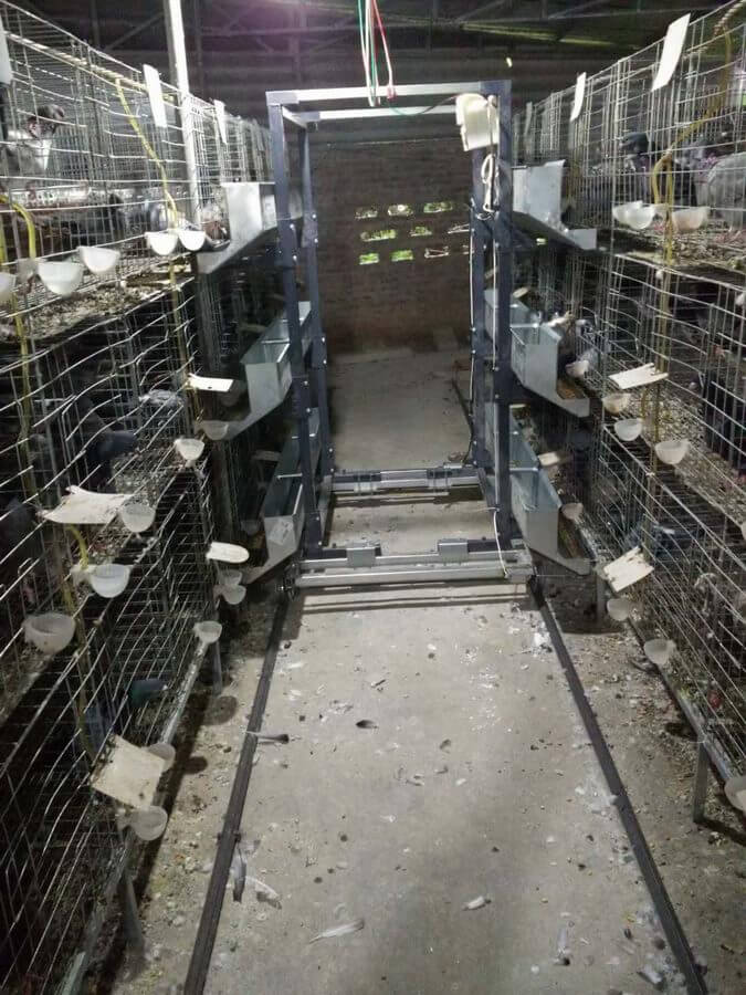 鴿子自動喂料設備